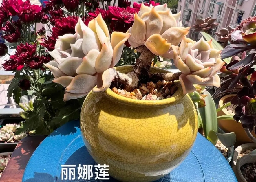 麗娜蓮與露西娜區別PK,多肉新手必看麗娜蓮養護技巧
