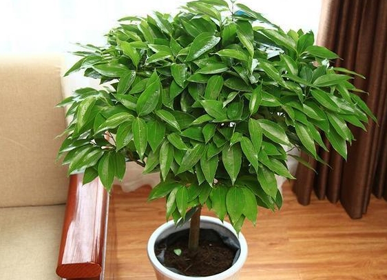<b>平安樹造型新風(fēng)尚！創(chuàng)意無限，讓綠意更添風(fēng)情。</b>