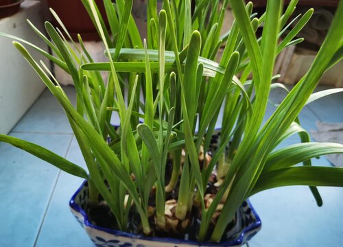 水仙花葉子發黃是什么原因?從翠綠到枯黃帶你揪出幕后元兇!
