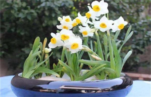 水仙花葉子發黃是什么原因?從翠綠到枯黃帶你揪出幕后元兇!