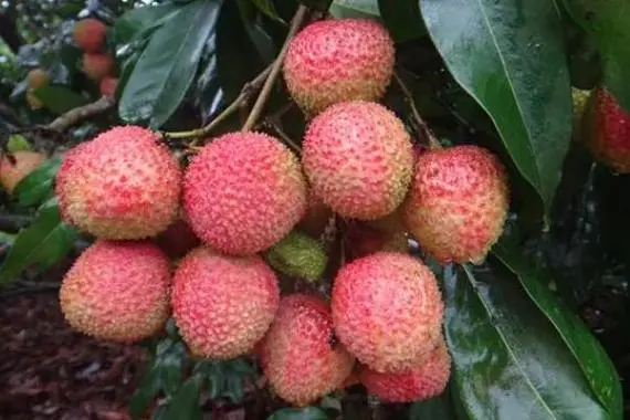 妃子笑荔枝為何如此美味讓人一嘗難忘?品嘗舌尖上的宮廷盛宴!