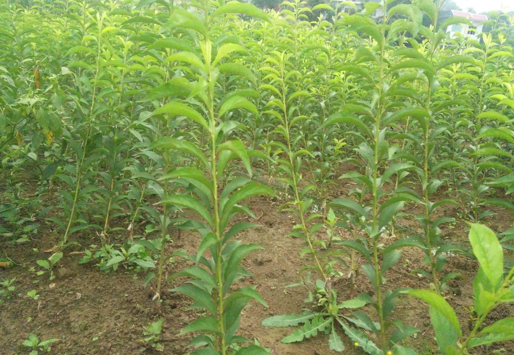 李子樹苗種植幾年才能結果?如何縮短種植時間提前享受甜蜜果實。