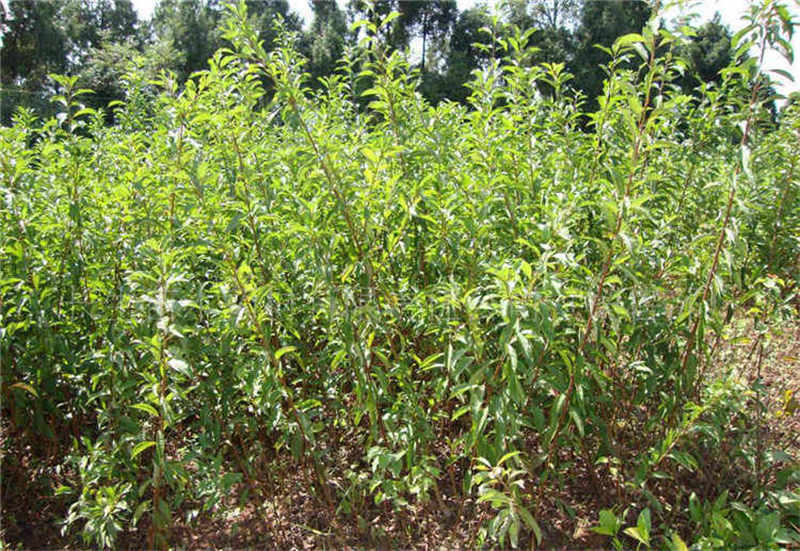 李子樹苗種植幾年才能結果?如何縮短種植時間提前享受甜蜜果實。