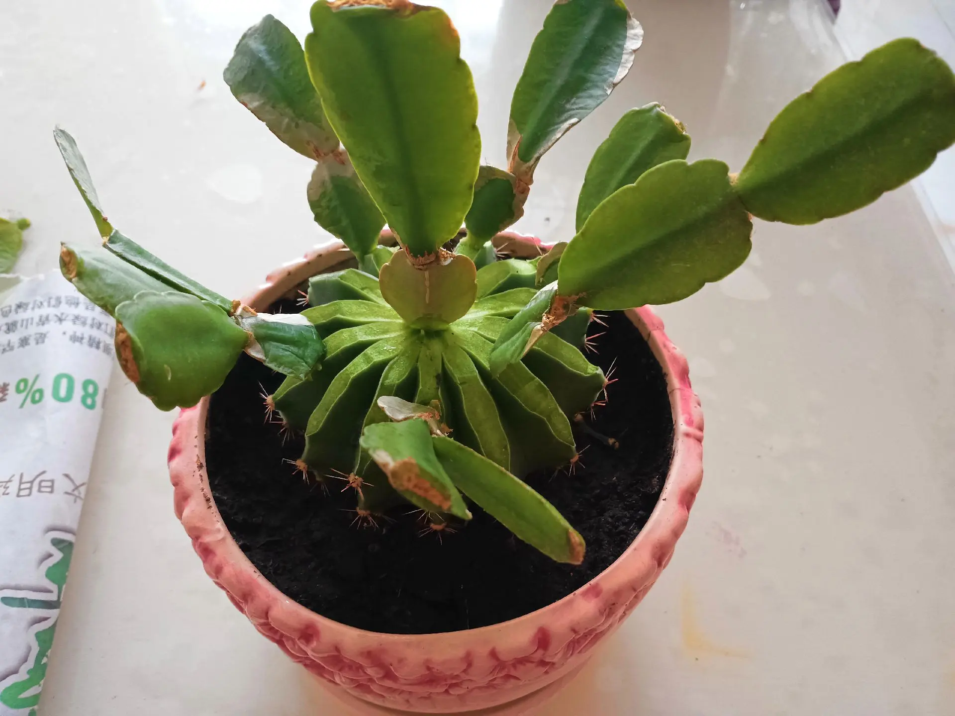 一球在手,百花我有!仙人球嫁接花卉冪冪大公開