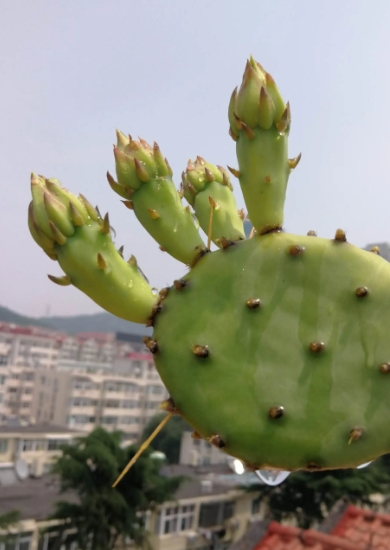 仙人掌外敷的功效作用與正確方法,一敷見(jiàn)效的療傷圣手!