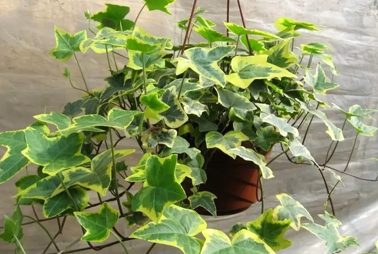 常春藤是爬山虎植物嗎?從科屬到習性都不同的兩大明星綠植。