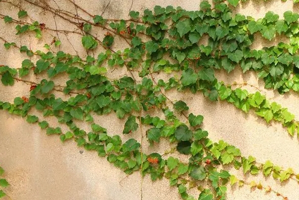 常春藤是爬山虎植物嗎?從科屬到習性都不同的兩大明星綠植。