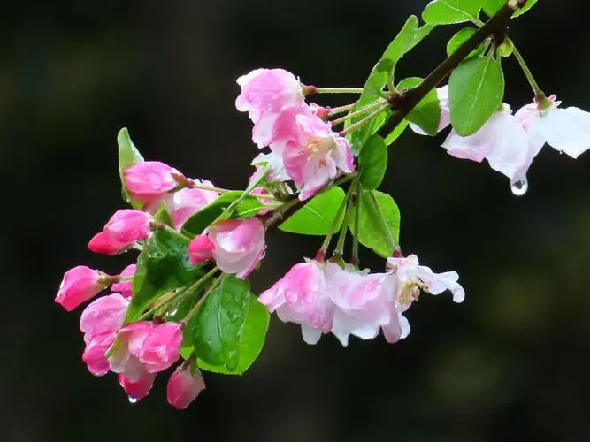 海棠花為什么不吉利?為何有人愛其美,有人懼其“兇”?