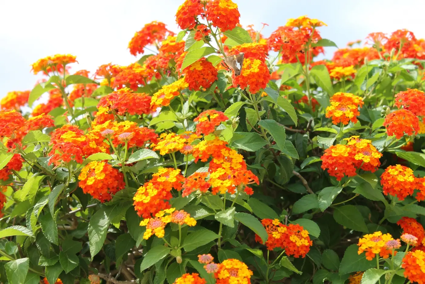 五色梅一年開幾次花?掌握養護技巧花開不斷