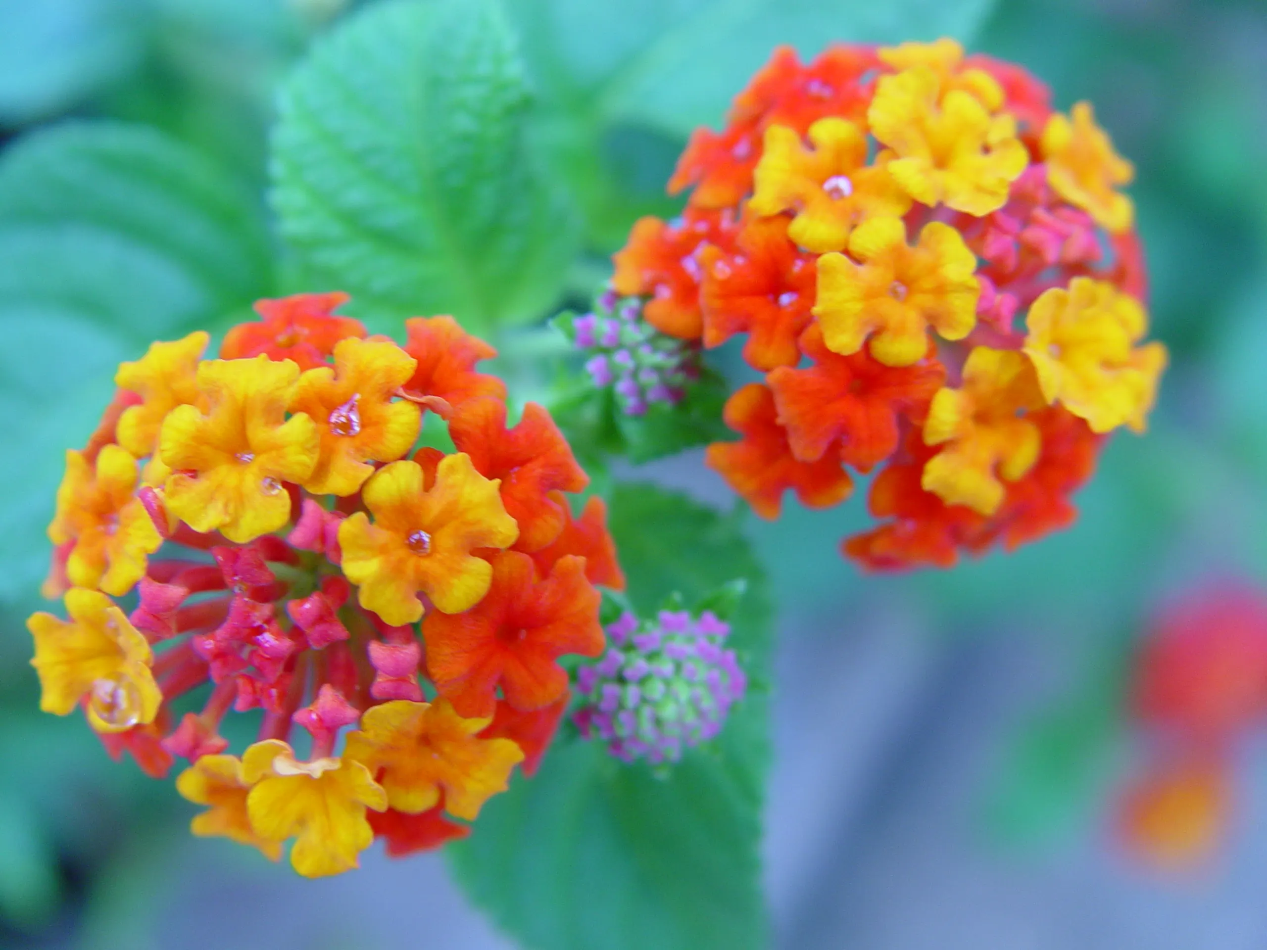 五色梅一年開幾次花?掌握養護技巧花開不斷