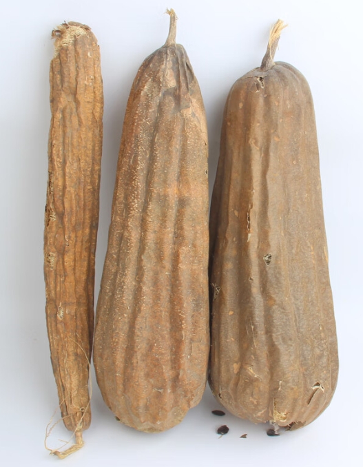 絲瓜是藥材嗎?夏季清熱解暑藥用價值與功效