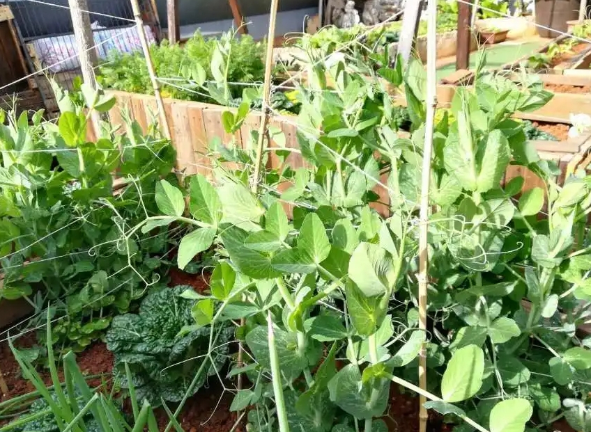 荷蘭豆種植要搭架子嗎?看完本文搭架子與不搭架子你怎么選擇