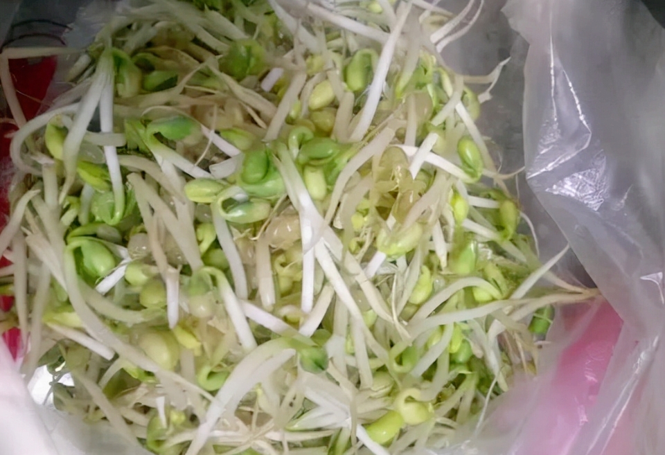 豆芽怎么保存不會變綠?三大妙招讓豆芽新鮮如初!
