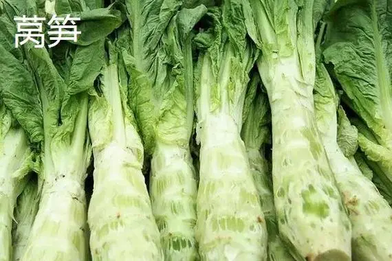 萵筍是不是貢菜?營養(yǎng)與美味天差地別。