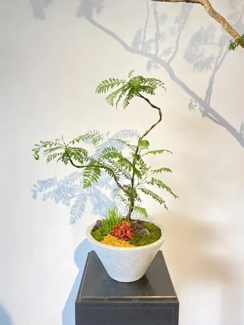 藍花楹盆景怎么養護和管理?專家級指南讓家中四季如春