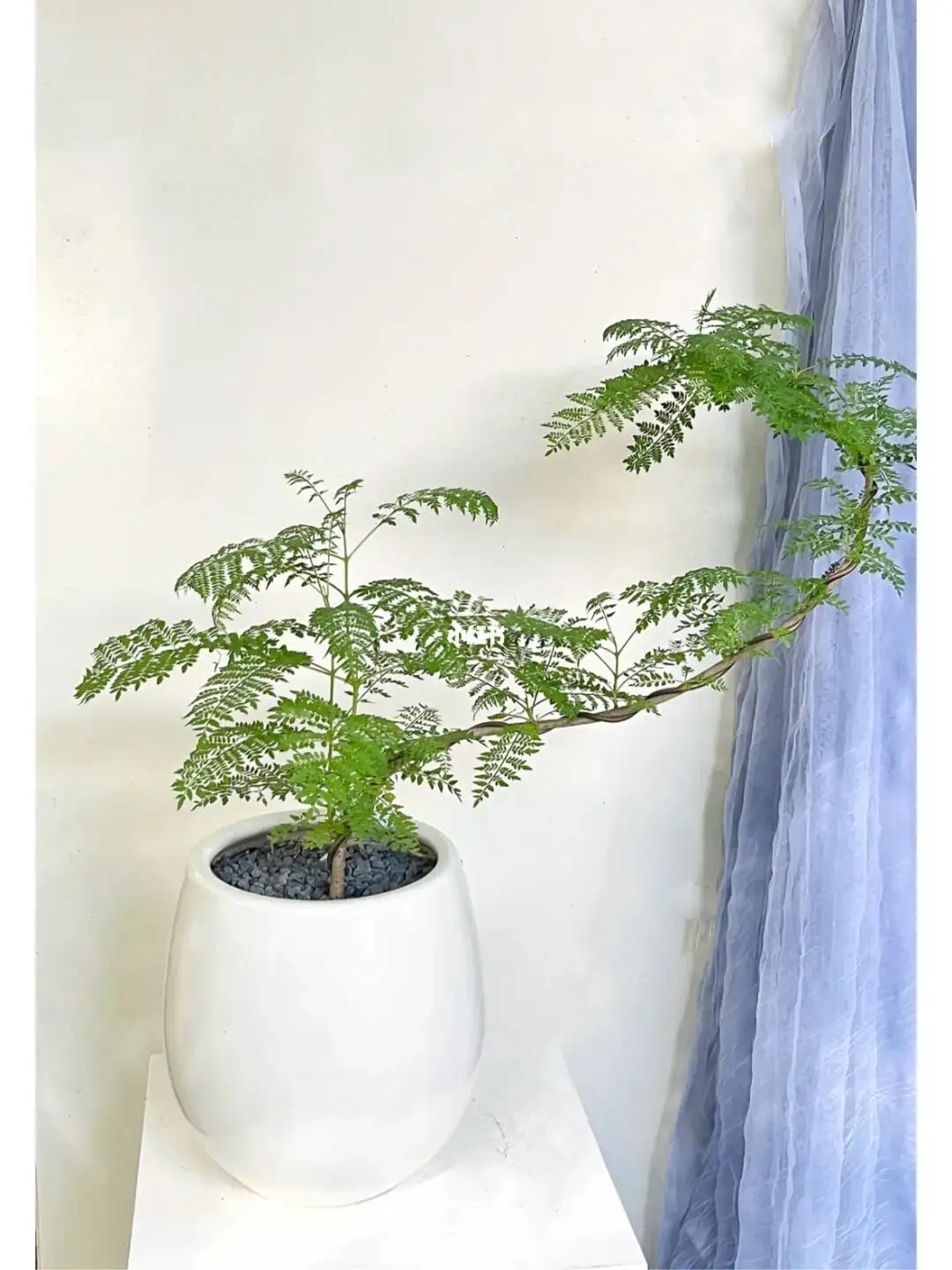 藍花楹盆景怎么養護和管理?專家級指南讓家中四季如春