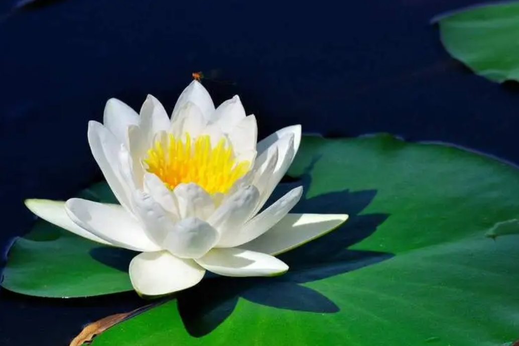 睡蓮的花語和寓意,純凈高雅之美,更是心靈的洗禮!