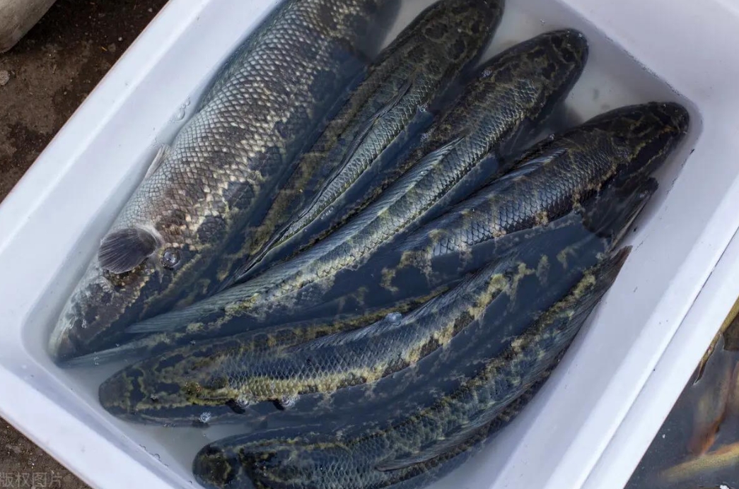 黑魚是什么魚?黑魚并不“臟”,安享美食樂趣。