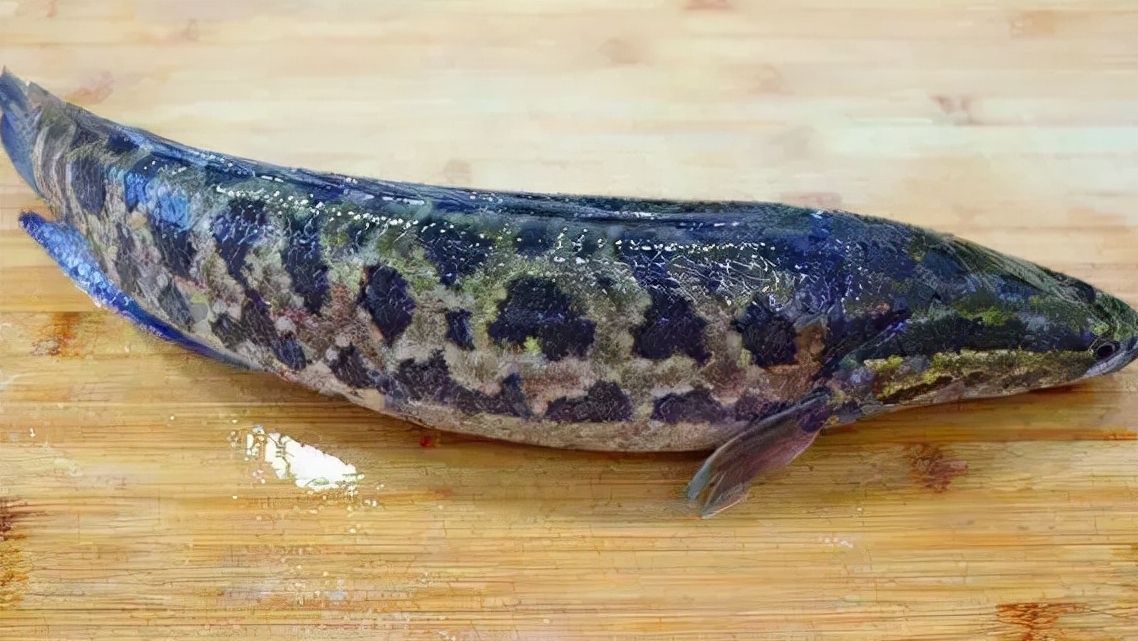 黑魚是什么魚?黑魚并不“臟”,安享美食樂趣。