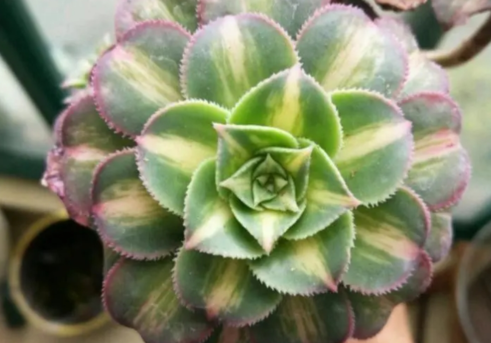 中斑蓮花掌是什么屬?養護寶典輕松打造斑斕之美。