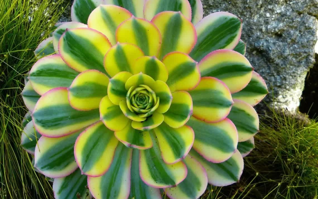 中斑蓮花掌是什么屬?養護寶典輕松打造斑斕之美。