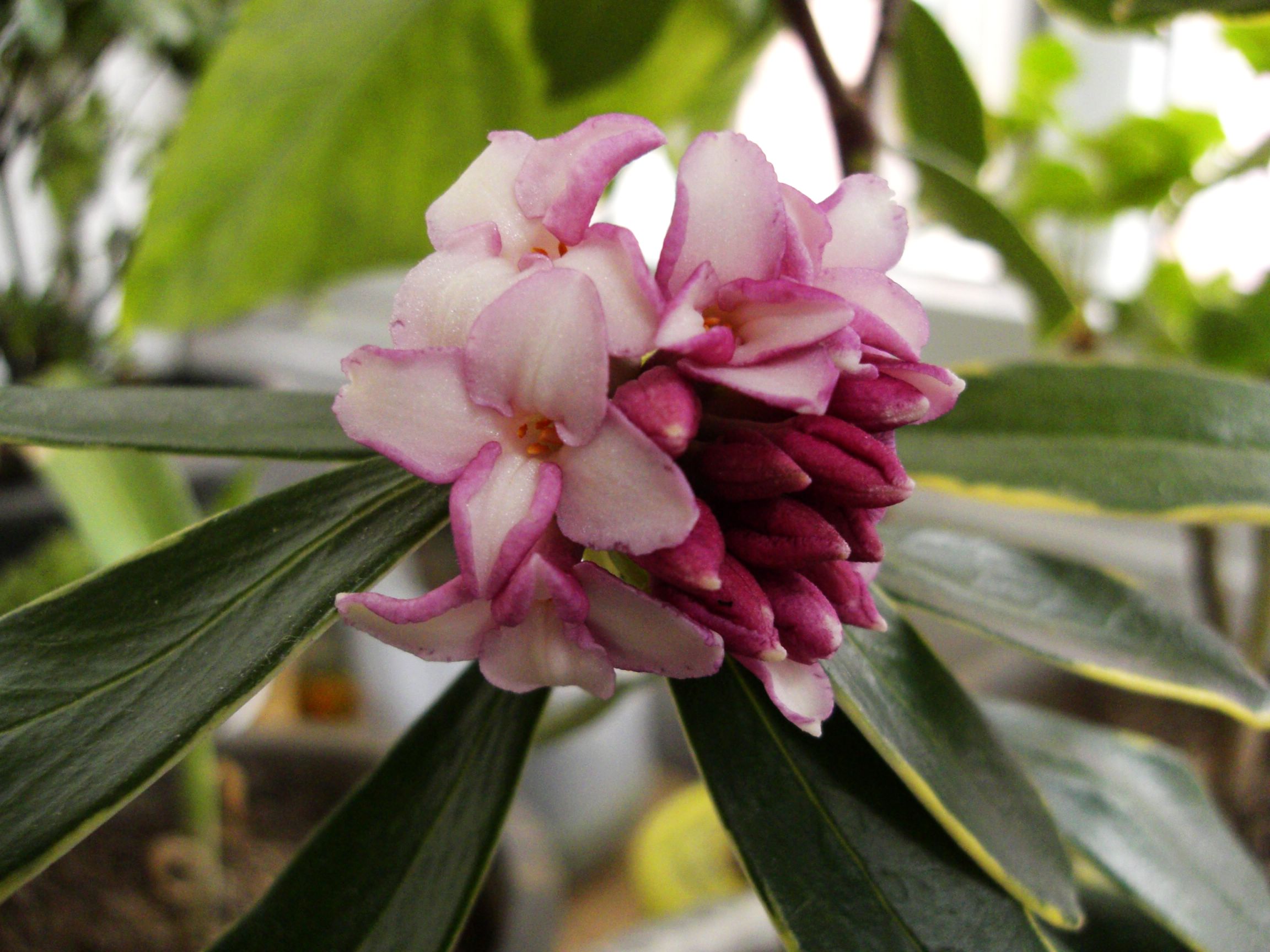 瑞香花是草本還是木本植物?木本植物的優雅代表