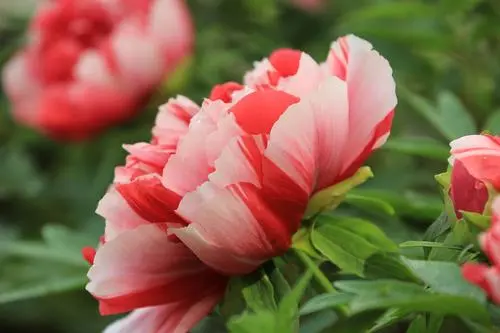 牡丹花種子種植方法和時間,養(yǎng)殖秘籍打造牡丹花海。