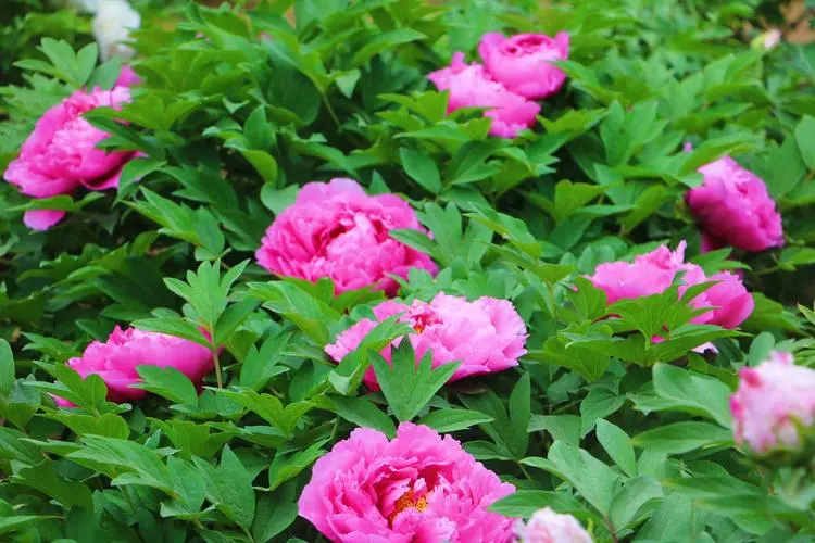 牡丹花種子種植方法和時間,養(yǎng)殖秘籍打造牡丹花海。