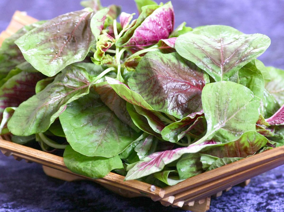 莧菜孕婦能吃嗎?孕婦補血、促消化食譜新蔬菜!