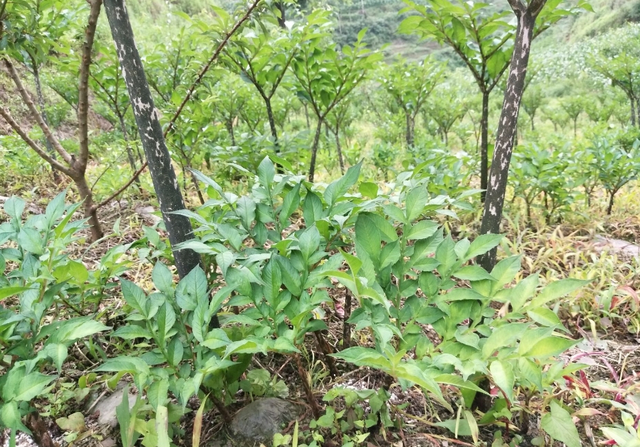 魔芋種子怎么育種幾天發芽?掌握種植技巧見證高效育種奇跡。