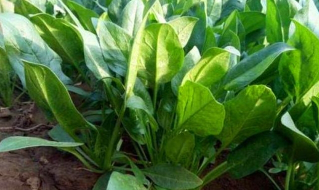 <b>菠菜一年四季都可以種嗎？四季常青的菠菜種植秘籍。</b>