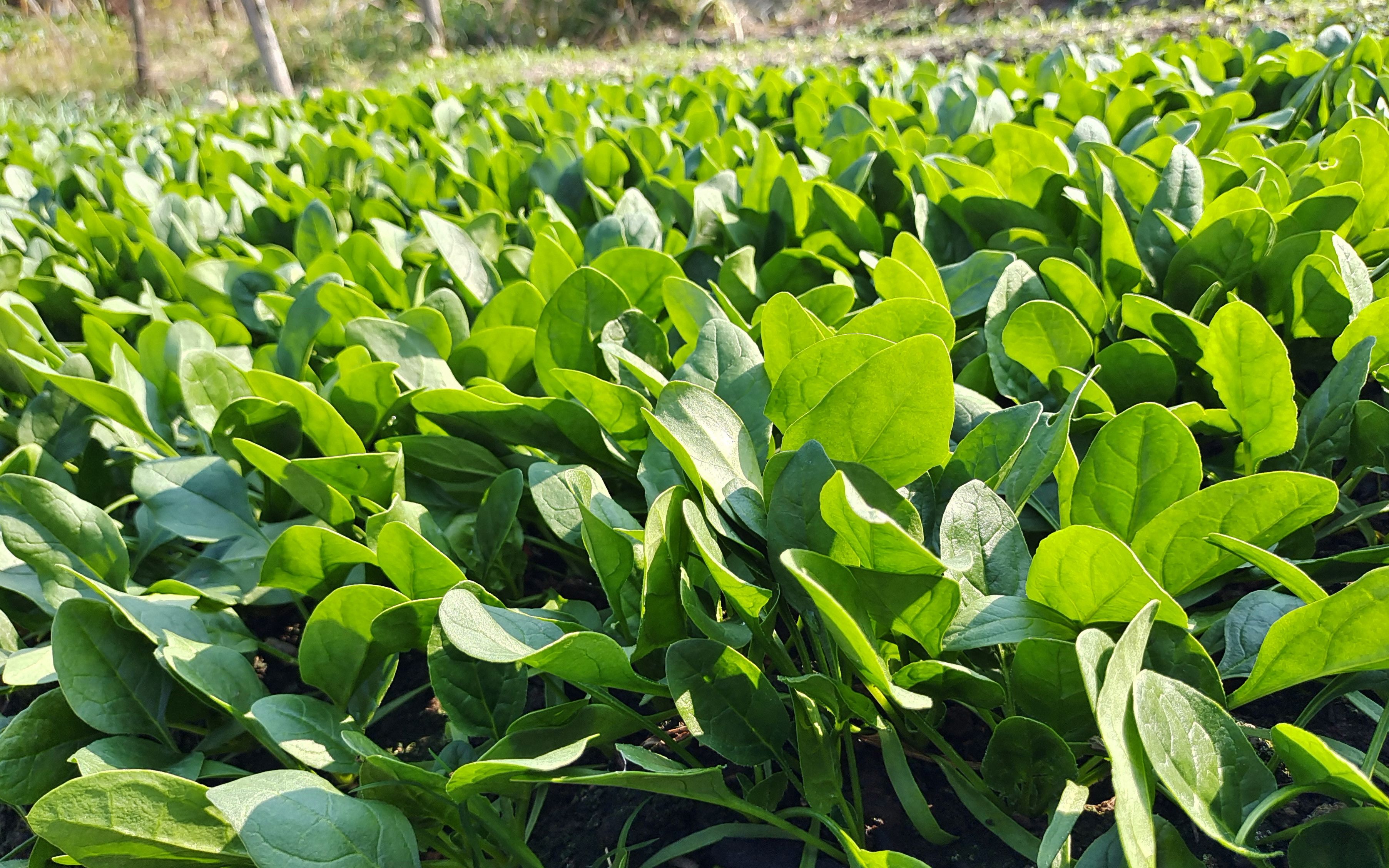 菠菜一年四季都可以種嗎?四季常青的菠菜種植秘籍。