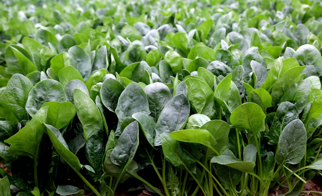 菠菜一年四季都可以種嗎?四季常青的菠菜種植秘籍。