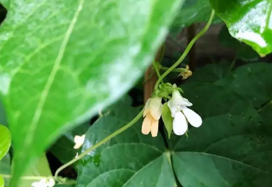 四季豆開花期施什么肥好?科學施肥高產高質的秘訣。