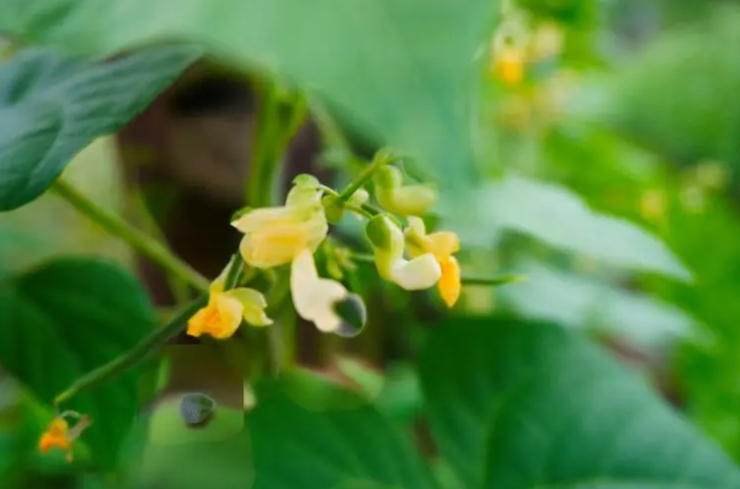 四季豆開花期施什么肥好?科學施肥高產高質的秘訣。