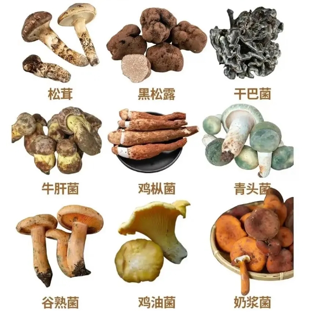 食用菌有哪些種類?菌類大百科種類大全一次看個(gè)夠。