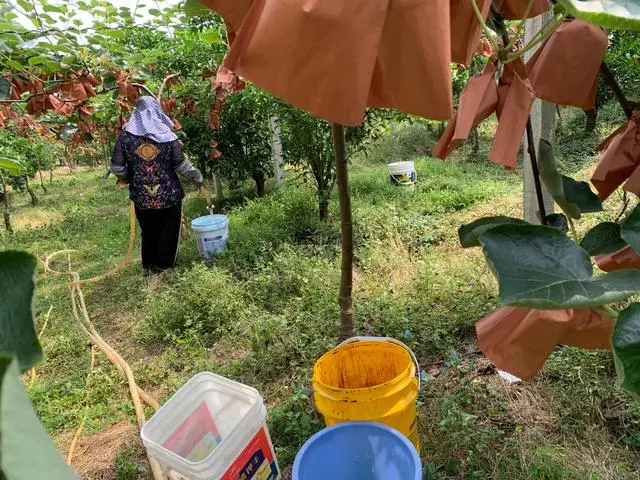 沖施肥是水溶肥嗎?專業使用方法指南助力作物高產。