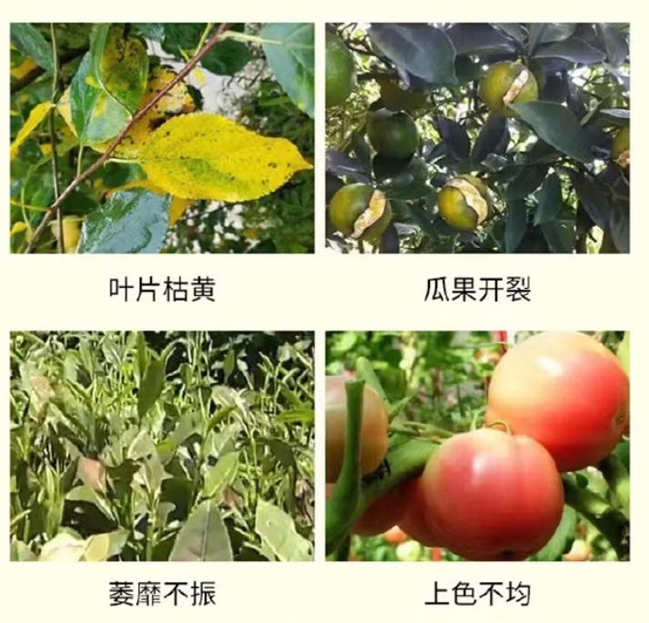 沖施肥是水溶肥嗎?專業使用方法指南助力作物高產。