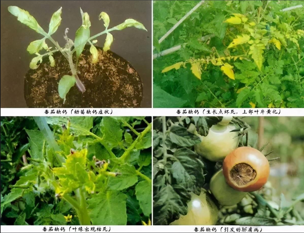 農作物也會缺鈣嗎?癥狀識別與精準防治策略技術.