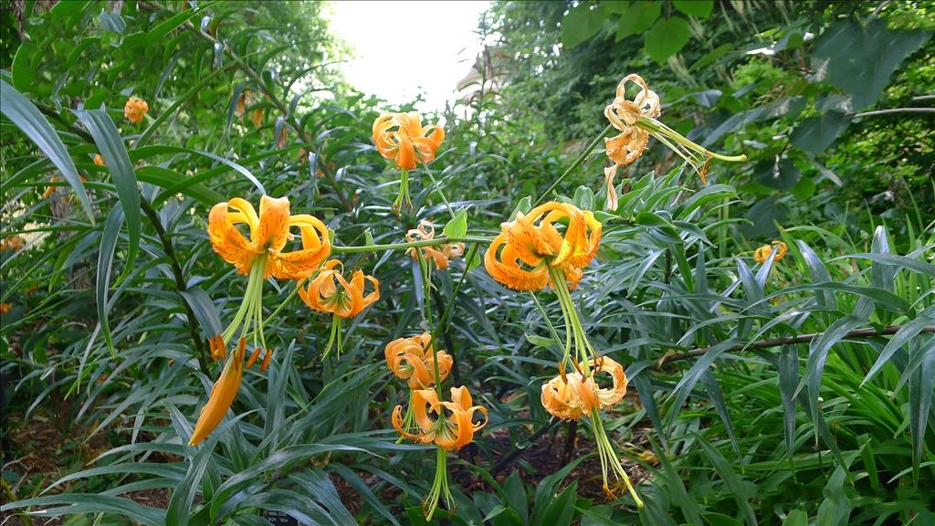 百合花最早出現在哪里?古老傳說與探索追尋百合起源。