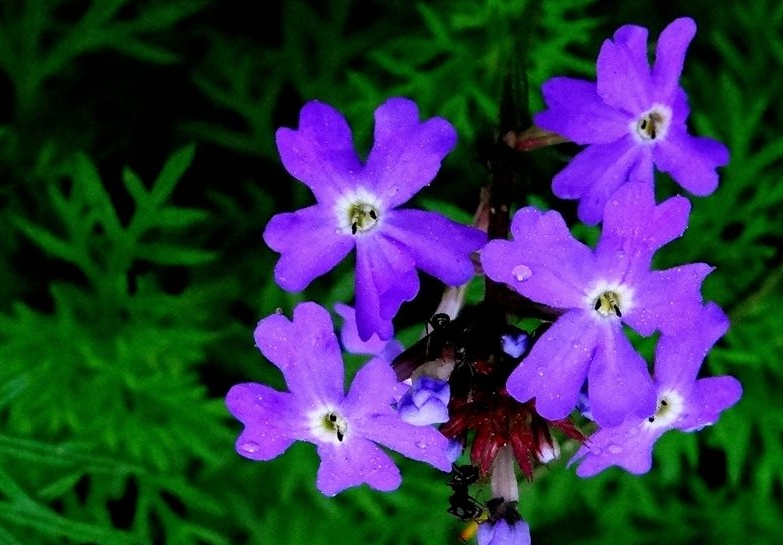 <b>紫羅蘭怎么養護開花快？光照+澆水快速開花技巧</b>