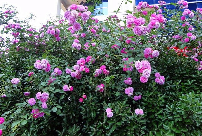 <b>薔薇花是木本還是草本植物？木本身份之美。</b>