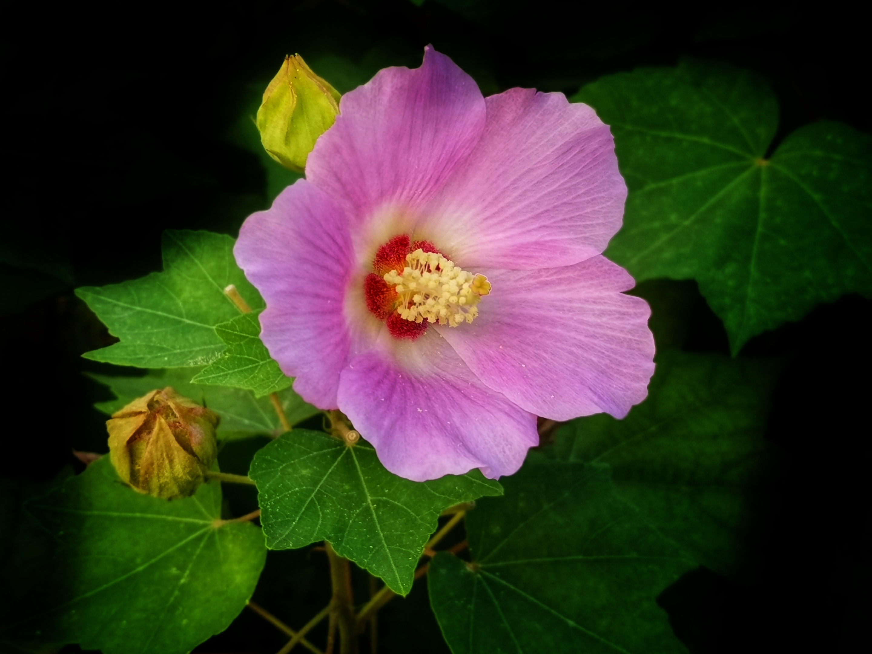 芙蓉花是荷花嗎?全方位揭示芙蓉花與荷花的區(qū)別。
