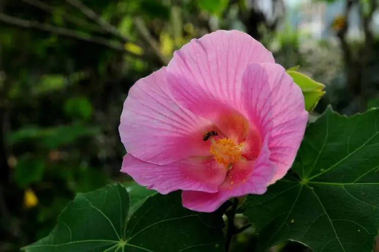 芙蓉花是荷花嗎?全方位揭示芙蓉花與荷花的區(qū)別。