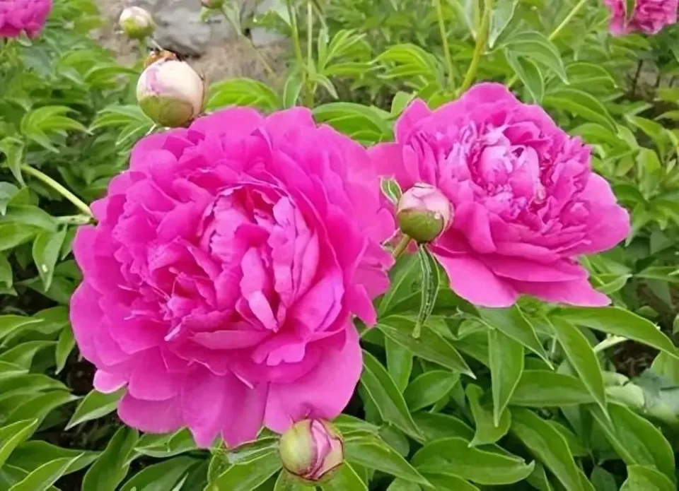 芍藥花顏色四彩斑斕,形態(tài)萬(wàn)千的花卉驚艷瑰寶。