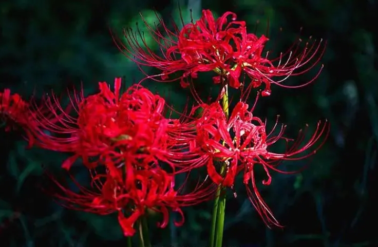<b>彼岸花是曼珠沙華嗎？彼岸花開與生死之界的使者。</b>