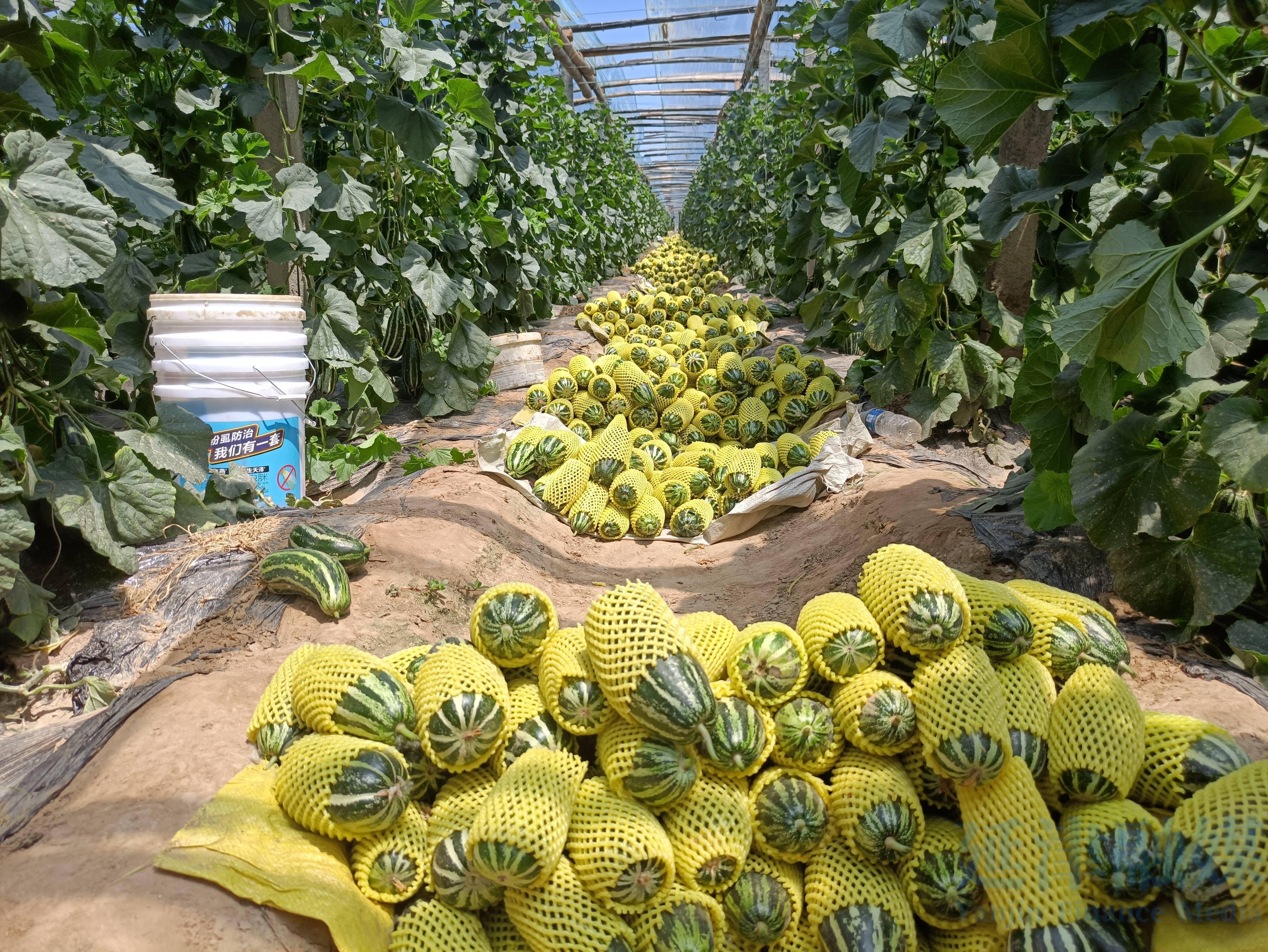 甜瓜畝產量一般能達到多少公斤?甜瓜高產種植秘訣分享。