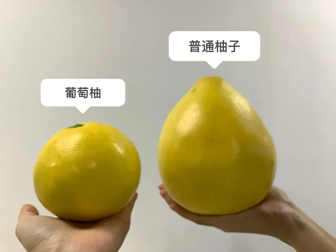 葡萄柚為什么這么小?品種與環境的完美融合。