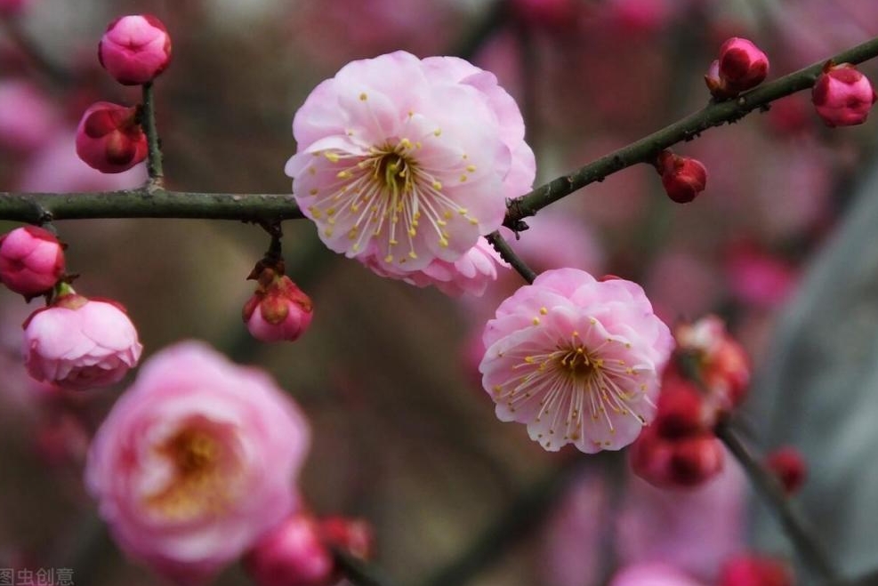 梅花有香味嗎?梅花香自苦寒來,淡雅幽香令人醉。
