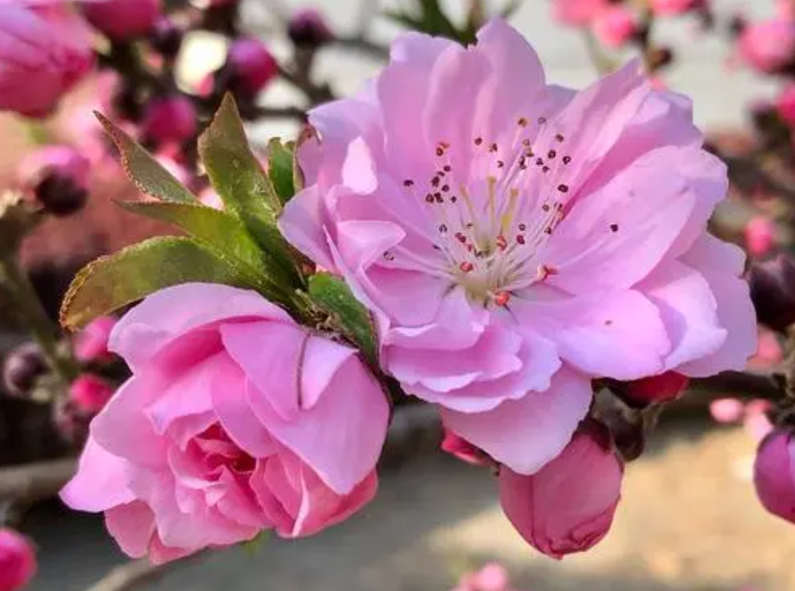 桃花有幾個花瓣?五瓣綻放寓意五福臨門的祝福。